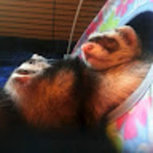 Meet your Posher, Mercedes